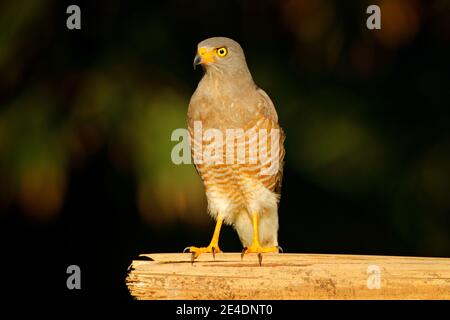 Falco stradale, Rupornis magnirostris, uccello sull'albero, Corcovado NP, Costa Rica, scena della fauna selvatica dalla foresta tropicale. Uccello di preda nell'habitat, gree Foto Stock