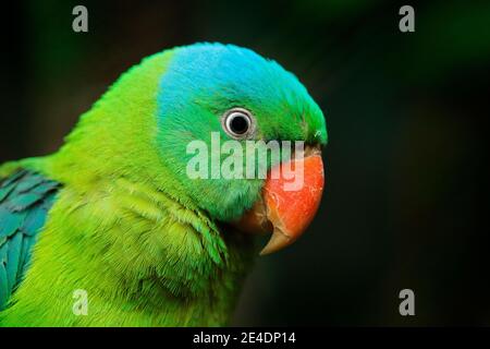 Pappagallo con nappé blu, Tanygnathus lucionensis, ritratto di dettaglio. Uccello verde nel dormitorio tropico, Filippine in Asia. Primo piano foto di pappagallo con blu Foto Stock