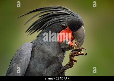 Palma cockatoo, Probosciger aterrimus, talon nel disegno di legge, Nuova Guinea. Testa di grande uccello grigio. Scena faunistica dalla Nuova Guinea. Dettaglio ritratto di pa scuro Foto Stock