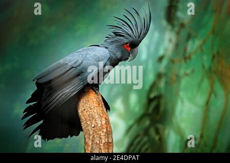 Pappagallo grigio con cresta. Ritratto di dettaglio del pappagallo scuro Cockatoo di palma, Probosiger aterrimus, talon nel disegno di legge, Nuova Guinea. Testa di grande uccello grigio. Wil Foto Stock