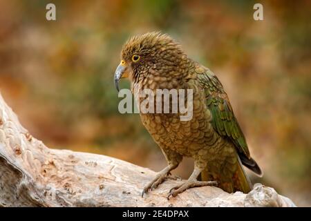 Kea pappagallo, Nestor notabilis, uccello verde nell'habitat naturale, montagna in Nuova Zelanda. Kea sigitng sul tronco dell'albero, scena della fauna selvatica dalla natura Foto Stock