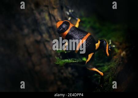 Ranitomeya imitatore 'Baja Huallagaa', mimica rana velena in habitat naturale della foresta. Dendrobates rana dal Perù centrale e dal Brasile. Bello nero e o. Foto Stock