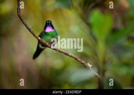 Tormalina Sunangel, seduto sul ramo in Ecuador. Uccello con gola rosa e piumaggio nell'habitat tropicale della foresta. Scena della fauna selvatica dalla natura. Hum Foto Stock