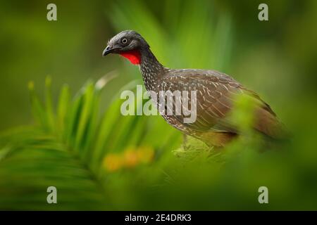 Guan dalla coda di banda, Penelope argyrotis, uccello raro dalla foresta oscura di Santa Marta montagna, Colombia. Birdwatching in Sud America. Foto Stock