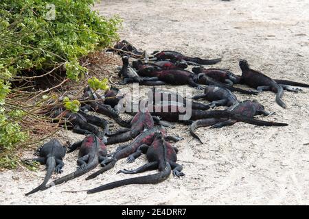 Iguanas rosse delle isole Galapagos Foto Stock