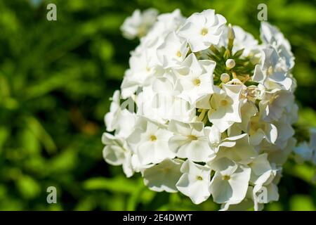 Delicati fiori di flox bianchi su sfondo verde sfocato. Fiori in natura Foto Stock