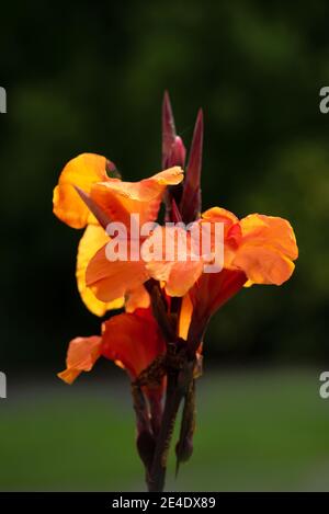 Bella fioritura gladiolus nel giardino , primo piano, Foto Stock