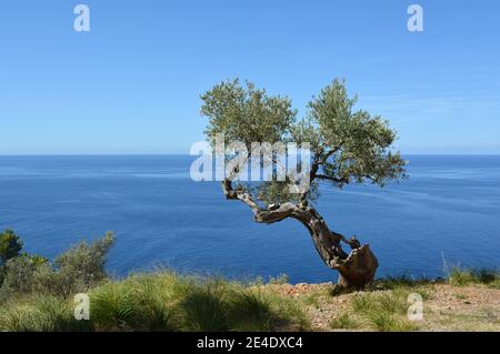 Olivo vicino a Port de Soller, Maiorca, Spagna Foto Stock