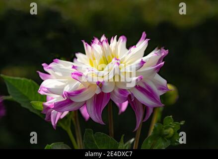 Fiori graziosi Dahlia Ferncliff Illusion - fiori bianchi con punte di petalo delicatamente rosa, fioritura nel giardino Foto Stock