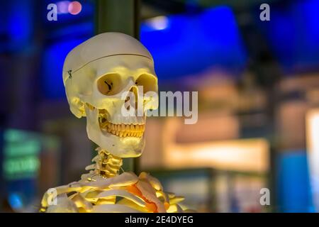 Modello di scheletro umano medico in esposizione al Museo della Scienza in Londra Foto Stock
