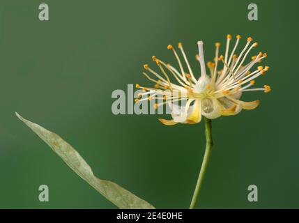 Fiori di un tiglio (Tilia spec.), Svizzera Foto Stock