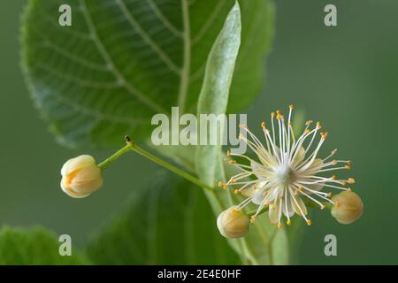 Fiori di un tiglio (Tilia spec.), Svizzera Foto Stock