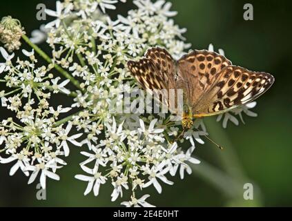 il fritillary (Argynnis paphia F. valesins), la forma scura di una famiglia femminile di farfalle a piedi spazzole (Nymphalidae), Chancy, Svizzera Foto Stock