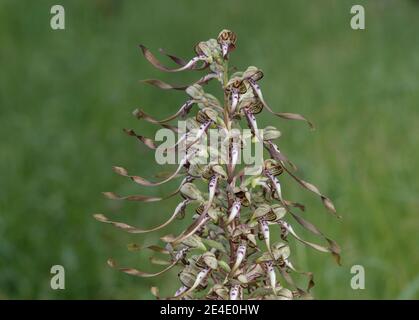 Infiorescenza di Orchidea di Lizard (Himantoglossum hircinum), orchidea terrestre, Orchidea, Svizzera Foto Stock