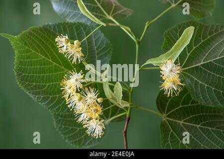 Fiori di un tiglio (Tilia spec.), Svizzera Foto Stock