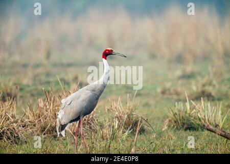 Gru Sarus (Grus antigone) Foto Stock