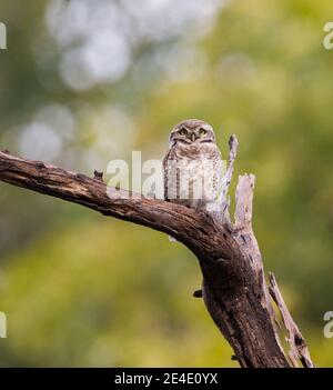 Spotted Owlet (Athene brama) Foto Stock