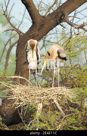 Painted Stork (Mycteria leucpcephala) giovani su nido Foto Stock