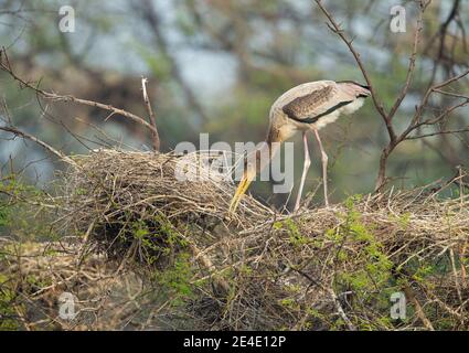 Painted Stork (Mycteria leucpcephala) giovani su nido Foto Stock