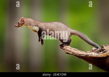 Saltando la martora di faggio, piccolo predatore opportunistico, habitat naturale. Martora di pietra, Martes foina, in tipico ambiente forestale europeo. Foto Stock