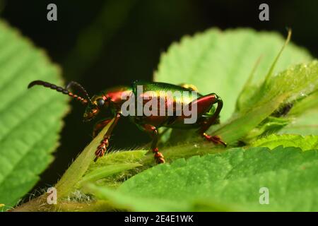 Scarabeo di rana su fogliame verde Foto Stock