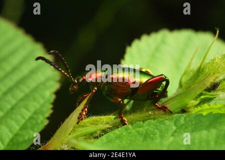 Scarabeo di rana su fogliame verde Foto Stock