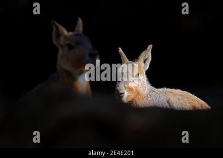 Cute animale con retroilluminazione. Canguro nella foresta scura, Australia, giorno di sole. Foto Stock