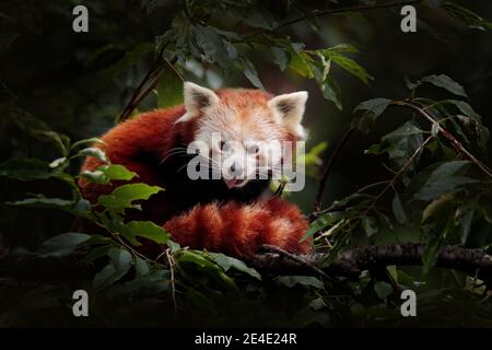 Bel panda rosso adagiato sull'albero con foglie verdi. Ailurus fulgens, ritratto di dettaglio di animali provenienti dalla Cina. Scena faunistica dalla foresta asiatica. Foto Stock