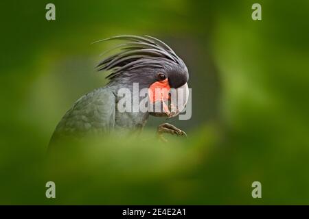 Ritratto di dettaglio di pappagallo scuro, habitat verde della foresta. Palma cockatoo, Probosciger aterrimus, talon nel disegno di legge, Nuova Guinea. Testa di grande uccello grigio. Wil Foto Stock