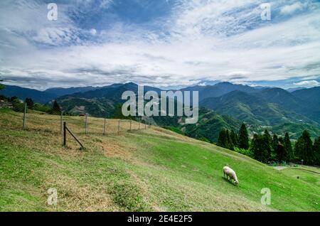 Pecore che riposano e pascolo presso la fattoria di pecora Qingjing, Cingjing, Taiwan Foto Stock