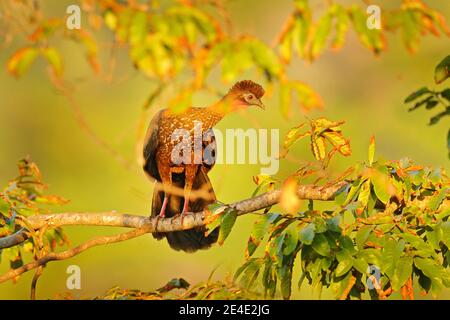 Guan uccello, alba del mattino nella foresta tropicale. Ritratto di dettaglio di Guan crestato, Penelope purascens dal Costa Rica. Animali esotici nell'habitat, Foto Stock