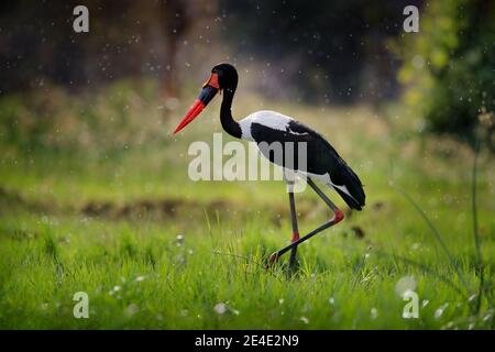 Cicogna a sella, o selletta, Ephippiorhynchus senegalensis, nell'habitat naturale. Uccello in erba verde durante la pioggia, Okavango delta, Botswan Foto Stock