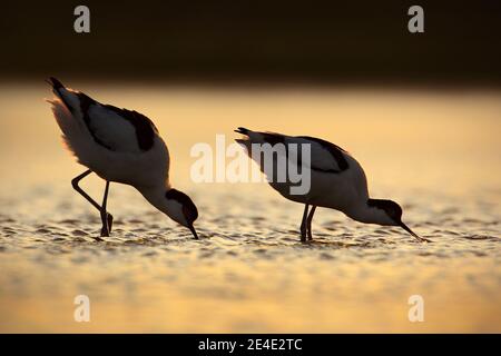 Pied Avocet, Recurvirostra avosetta, uccello bianco e nero in acqua, Francia. Scena della fauna selvatica dalla natura. Uccello con testa sotto l'acqua. Danza degli uccelli Foto Stock