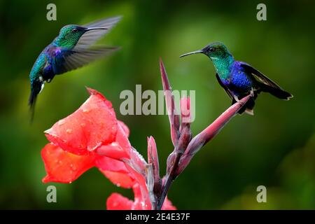 Colibrì da nel fiore rosso, Santa Marta, Colombia. Fauna selvatica dalla giungla tropicale. Violetta incoronata Woodnymph, Thalurania colombica in abitudine Foto Stock