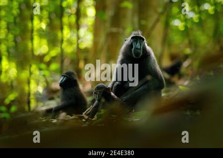 Scimmia nella foresta scura. Celebes crested Macaque, Macaca nigra, seduto nell'habitat naturale, fauna selvatica dall'Asia, natura di Tangkoko su Sulawesi, Indon Foto Stock