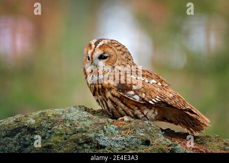 Gufo tawny seduto sulla pietra n foresta. Sfondo verde chiaro. Bellissimo animale nella natura. Uccello nella foresta di Svezia. Scena della fauna selvatica dal buio s. Foto Stock