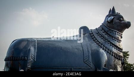 Vista della statua gigante di Nandhi in un tempio, Kolar, Karnataka, India. Nandi è la divinità gate-custode di Kailasa, dimora di Lord Shiva Foto Stock