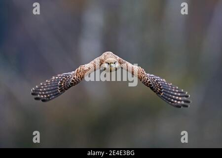 Kestrel comune, Falco tinnunculus, piccolo uccello di preda seduto nella foresta, Finlandia. Volo di uccello nella natura. Scena della fauna selvatica dalla natura. Kestrel, Foto Stock