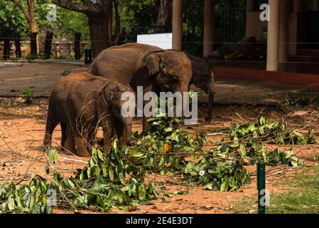 Elefante indiano nella casa di transito degli elefanti, orfanotrofio degli elefanti. Sri Lanka. Foto Stock