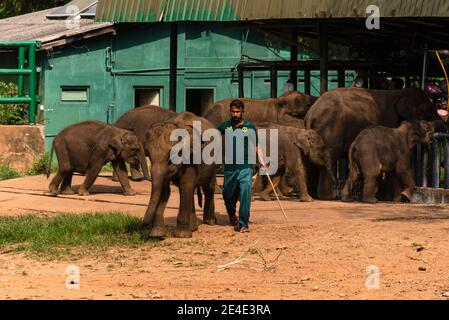 Elefante indiano nella casa di transito degli elefanti, orfanotrofio degli elefanti. Sri Lanka. Foto Stock