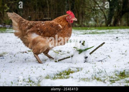 Preston, Lancashire, Regno Unito. 23 gennaio 2021. Una gallina che si diverte giocando sulla neve e incontrando il mini snowman in un giardino vicino Preston, Lancashire. Credit: John Eveson/Alamy Live News Foto Stock