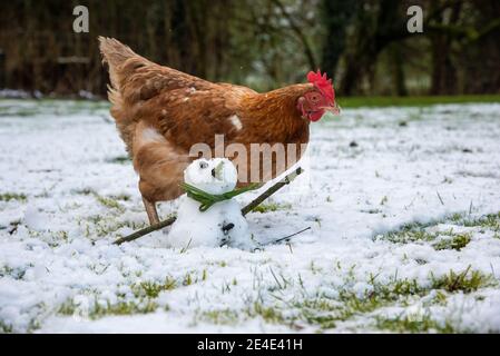 Preston, Lancashire, Regno Unito. 23 gennaio 2021. Una gallina che si diverte giocando sulla neve e incontrando il mini snowman in un giardino vicino Preston, Lancashire. Credit: John Eveson/Alamy Live News Foto Stock