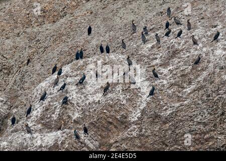 Colonia di uccelli cormorani sulla roccia. Grande cormorano, Phalacrocorax carbo, seduto sulla pietra. Primavera sul lago con un bellissimo uccello. Scena della fauna selvatica Foto Stock