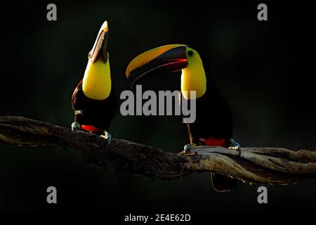 Uccello con grande fattura. Stagione delle piogge in America. Toucan castagno-mandibled seduto sul ramo in pioggia tropicale con sfondo verde giungla. Scena della fauna selvatica Foto Stock