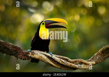 Uccello con grande fattura. Stagione delle piogge in America. Toucan castagno-mandibled seduto sul ramo in pioggia tropicale con sfondo verde giungla. Scena della fauna selvatica Foto Stock