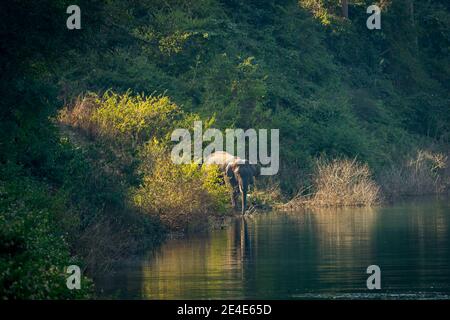 elefante asiatico selvaggio o tusker con grandi zanne vicino ranganga fiume in sfondo verde naturale nella zona di dhikala di jim parco nazionale di corbett uttarakhand Foto Stock