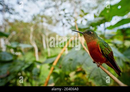 Hummingbird nell'habitat, ampio angolo nella foresta tropicale. Hummingbird dal Perù. Arancio e uccello verde nella foresta. Coronet castagno, Boisso Foto Stock