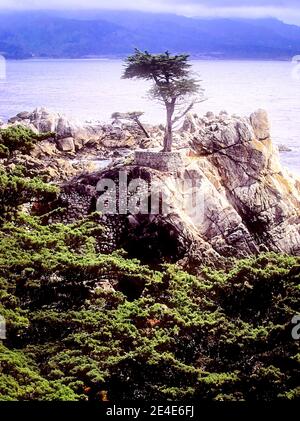 Il solitario cipresso lungo la 17 Mile Drive sulla penisola di Monterey in California. Foto Stock