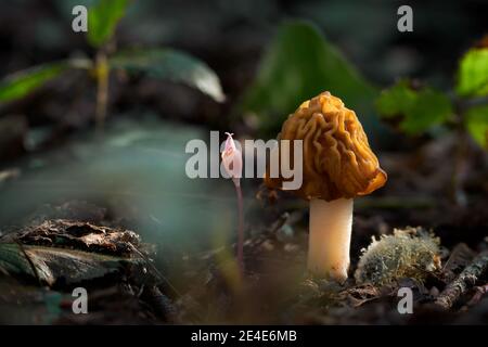 I funghi commestibili con un gusto eccellente, crescono in primavera, Ptychoverpa bohemica Foto Stock