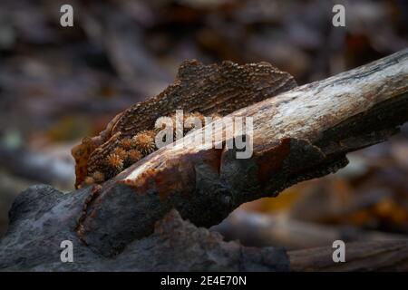 Funghi non commestibili cresce nelle foreste, Europa centrale, Ciathus striatus Foto Stock